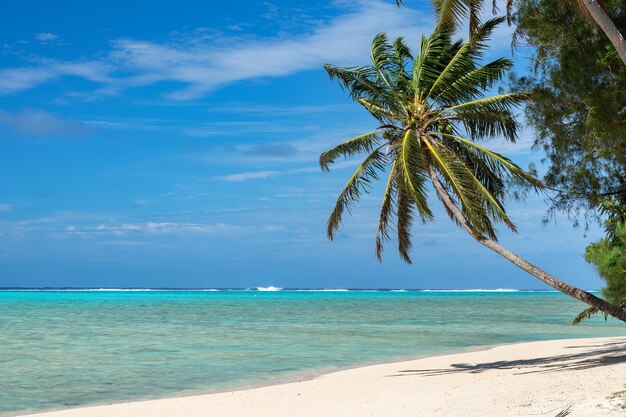 Coconut palm tree on polynesia beach