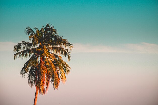 Coconut Palm tree retro tone