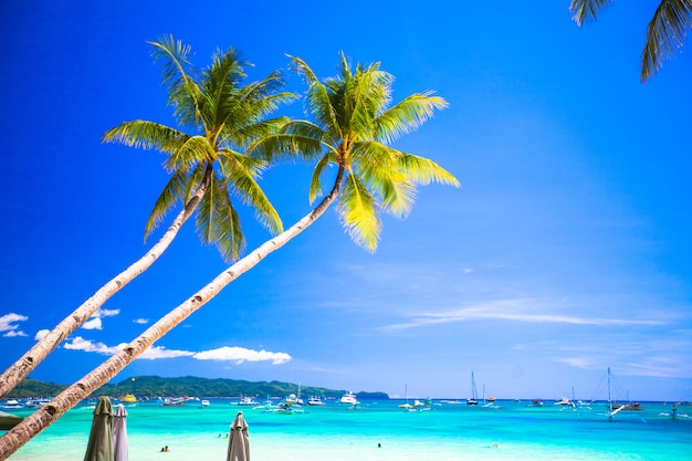 Coconut Palm tree on the sandy beach in Philippines