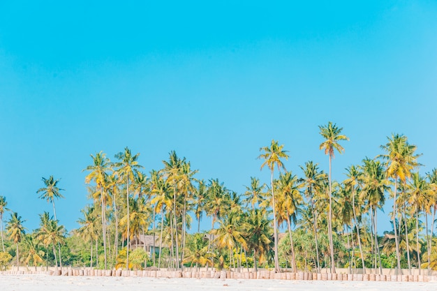 Coconut Palm tree on the sandy beach