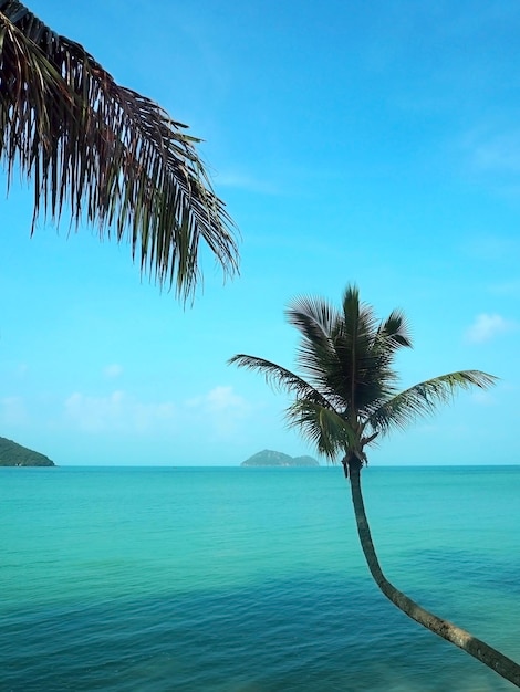 Foto palme di cocco sul mare contro il cielo