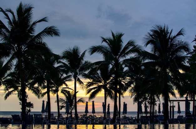 Coconut palm tree silhouettes