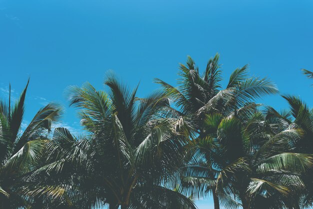 Coconut palm tree and sky nature at sea background with copy space.