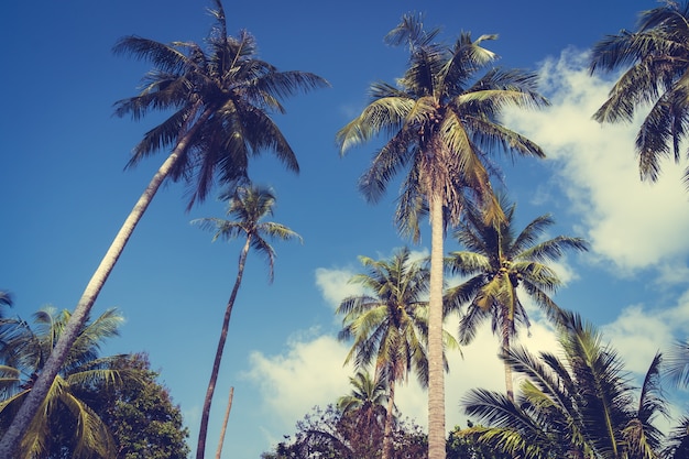 Coconut palm tree on sky