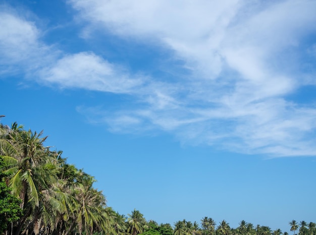 Coconut Palm Tree Summer