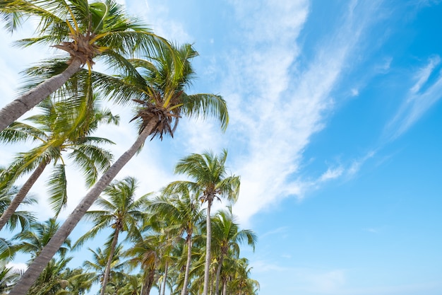 coconut palm tree on tropical beach blue sky.