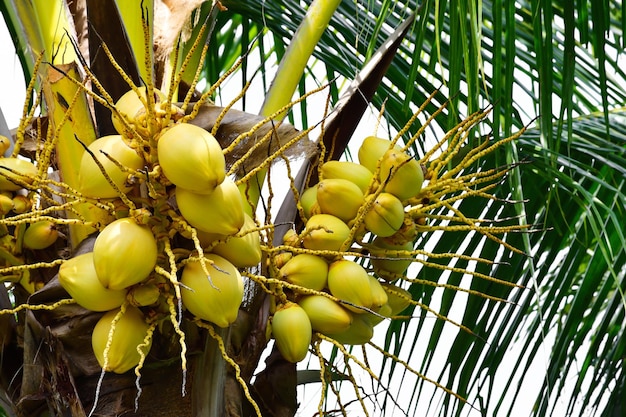 Coconut palm tree, tropical fruit