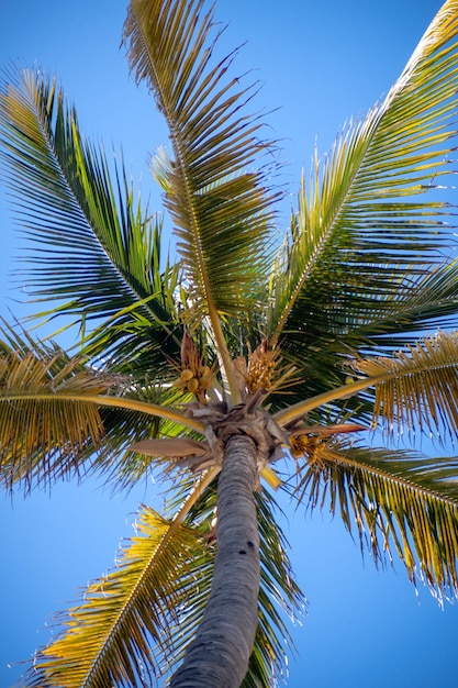 Coconut palm tree van onderen met tropische blauwe lucht