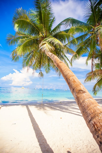 Coconut Palm tree on the white sandy beach