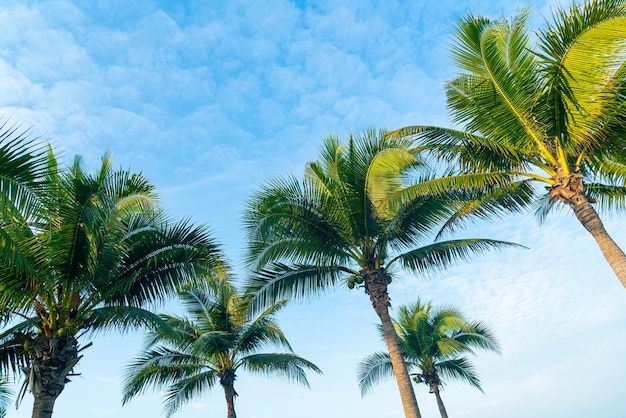 coconut palm tree with beautiful blue sky and clouds