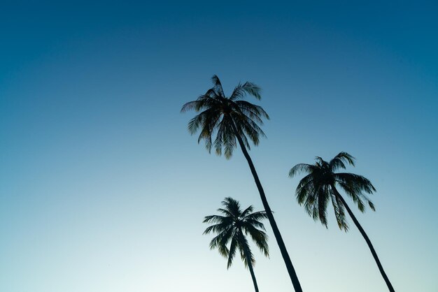 coconut palm tree with beautiful sky and copy space