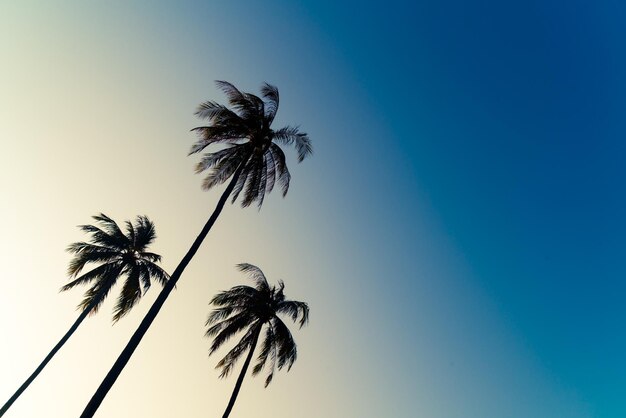 coconut palm tree with beautiful sky and copy space