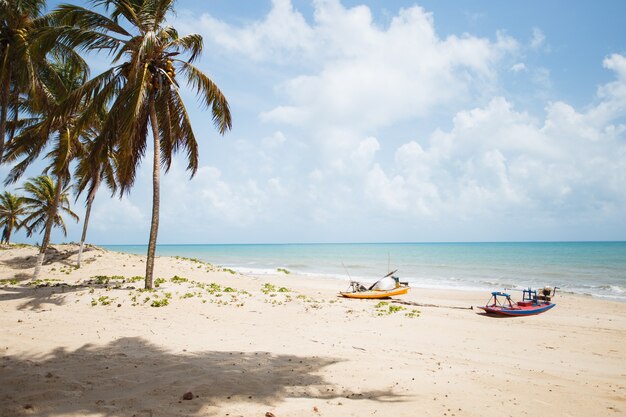 Coconut palm tree with blue sky, beautiful tropical background on the beach.