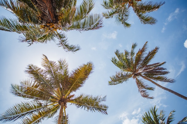 Palma da cocco con cielo blu, bellissimo sfondo tropicale.