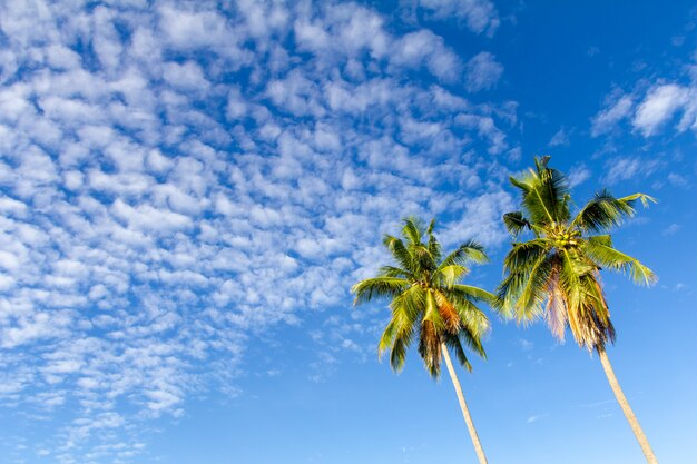 Coconut or palm tree with blue sky and clouds on the background. 