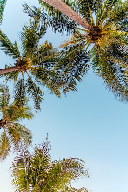 coconut palm tree with blue sky