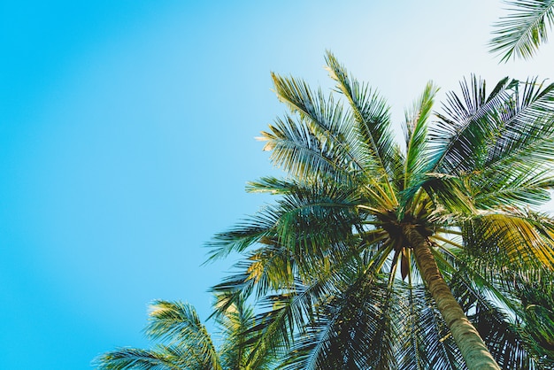 coconut palm tree with blue sky