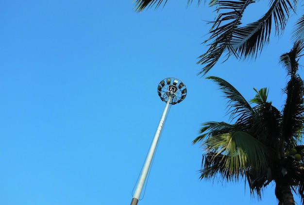 Foto albero di palma di cocco