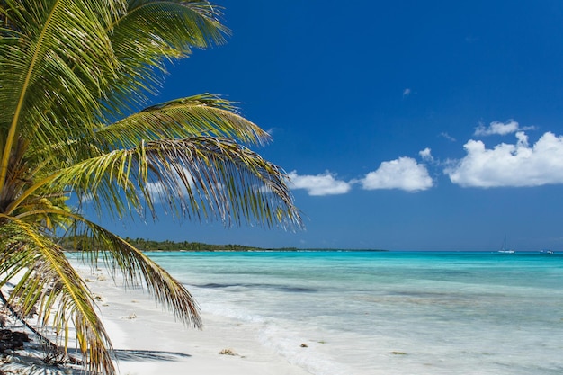 Photo coconut palm tree