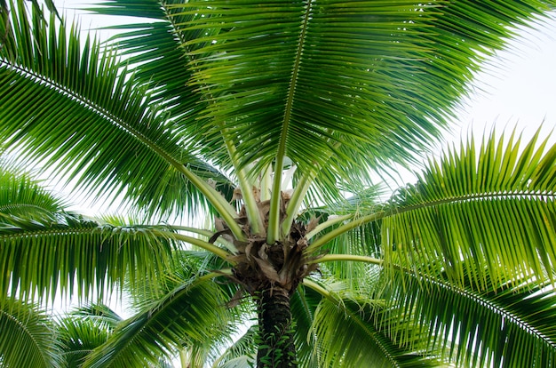 Coconut palm tree