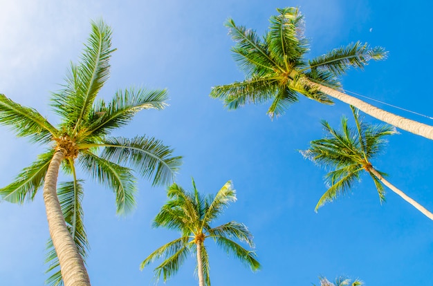 Coconut palm trees against blue sky