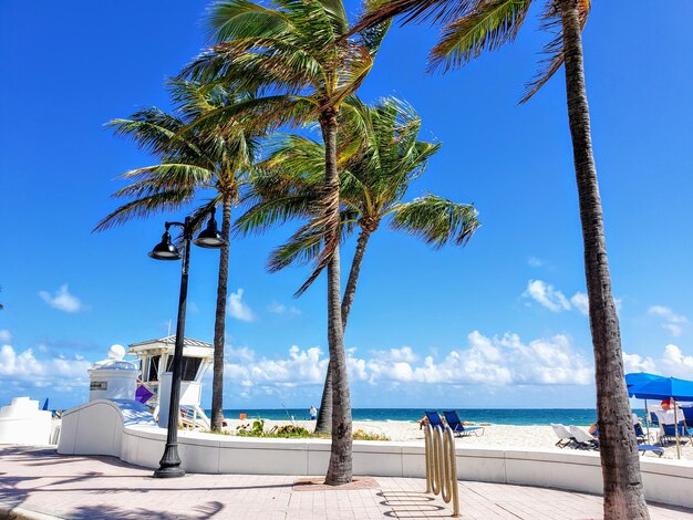 Coconut palm trees on beach against sky