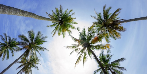 美しい青の明るい日にビーチでココナッツやヤシの木