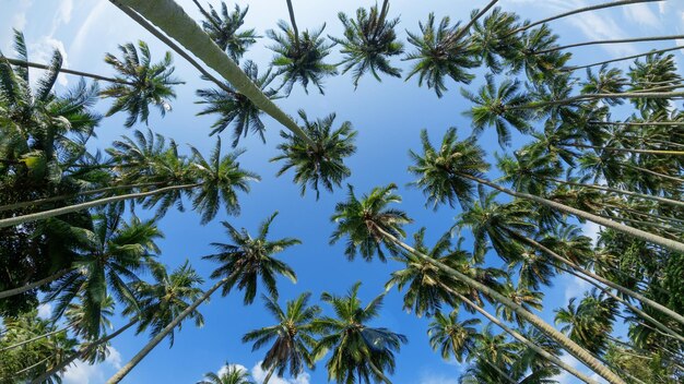 Coconut or palm trees on beach in beautiful blue bright day