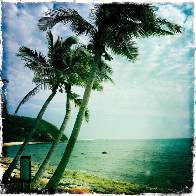 Photo coconut palm trees on beach