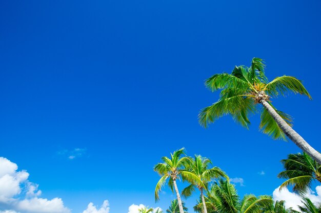 Coconut palm trees, beautiful tropical background