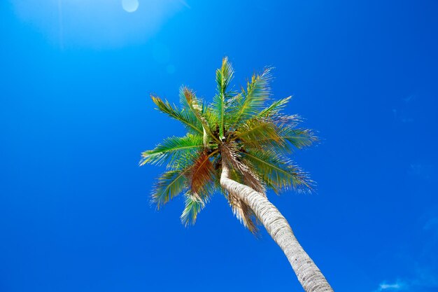 Кокосовые пальмы красивый тропический фон