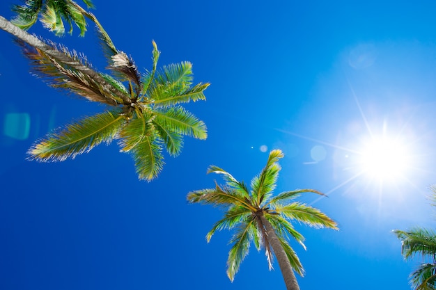 Coconut palm trees, beautiful tropical background