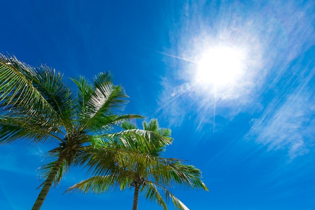 Coconut palm trees, beautiful tropical background