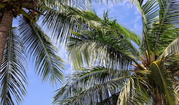 Palme da cocco bella tropicale con cielo e nuvole