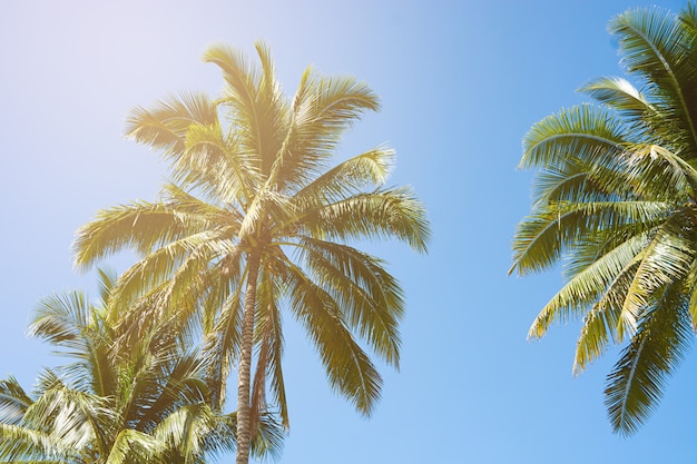 코코넛 야자 나무, 아름다운 열대
