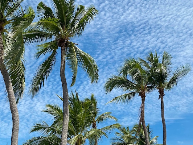 Coconut palm trees on blue sky in summer