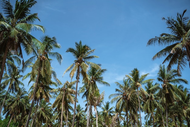 Coconut palm trees on the blue sky