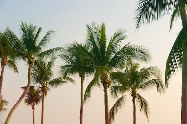 Palme da cocco vista dal basso verso l'alto in controluce