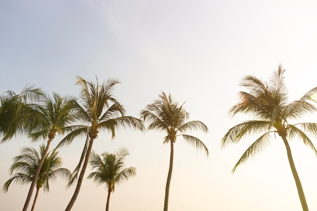 Coconut palm trees bottom up view in backlit