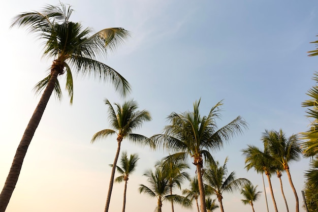 Coconut palm trees bottom up view in backlit