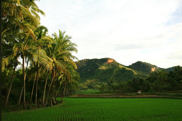 Coconut palm trees by mountains against sky