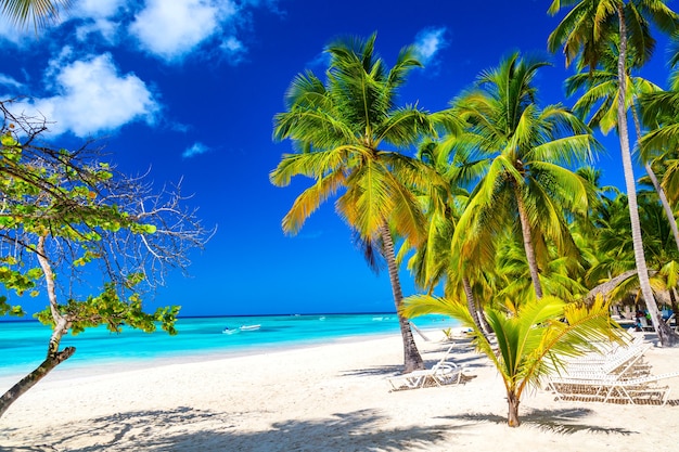 Coconut palm trees on the caribbean tropical beach. saona island, dominican republic. vacation travel background.