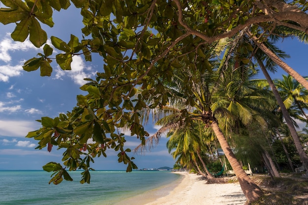 Coconut palm trees on empty tropical sandy beach with sea shore and turquoise ocean Samui Thailand