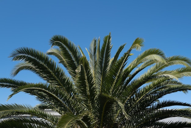 Coconut palm trees green texture background tropical palm coconut trees on sky nature background