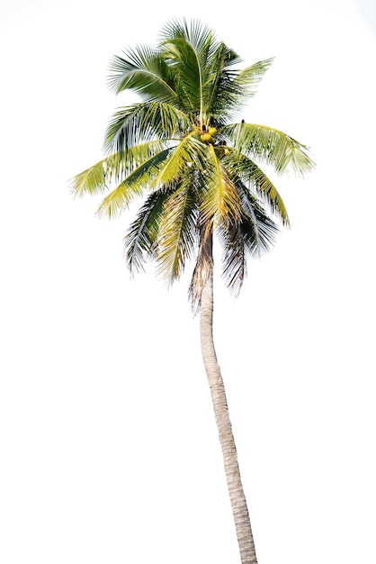 Coconut palm trees isolated on white background. Included clipping path.