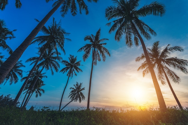 coconut palm trees silhouettes on beach