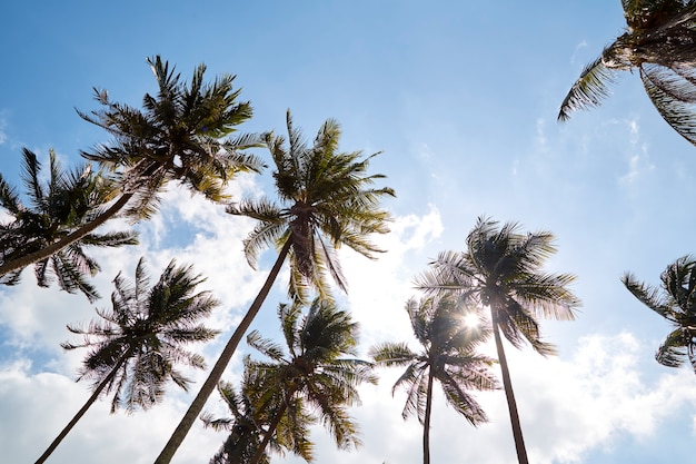 Cielo soleggiato di estate degli alberi del cocco