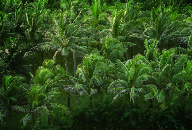 Coconut palm trees at tropical beach