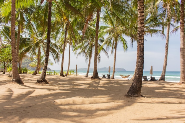 Кокосовые пальмы на тропическом побережье. Пустой тропический курорт. Тропическая природа. Пляж в Эль Нидо.