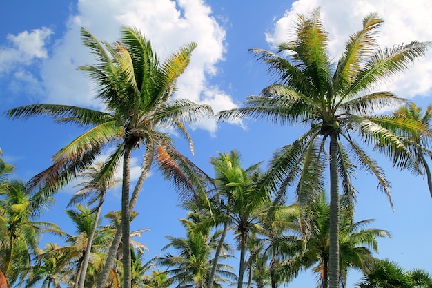 Coconut palm trees tropical typical landscape